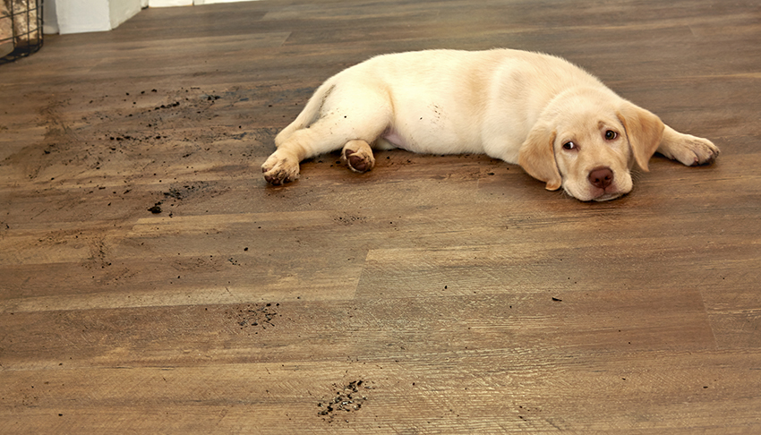 Sàn gỗ với thú cưng 